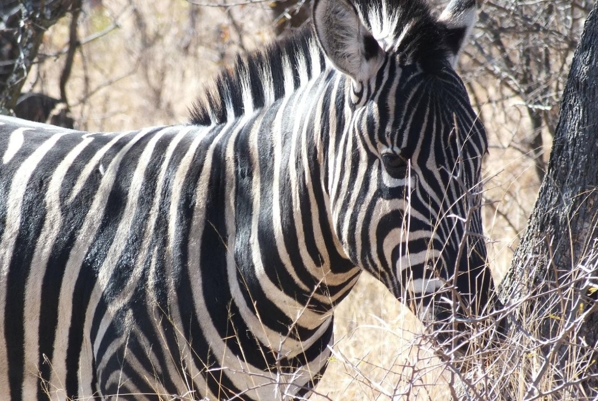 Dikhololo Resort Zebra