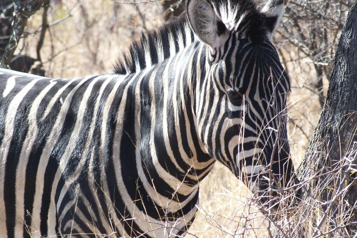 Dikhololo Resort Zebra