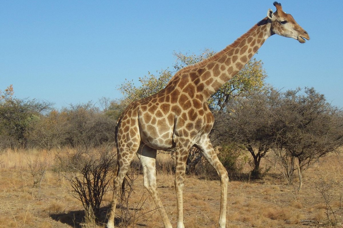 Dikhololo Resort Giraffe